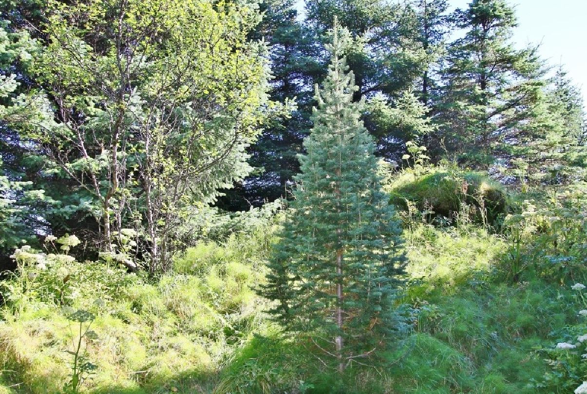 Fjallaþinur af kvæminu Arapaho.JPG